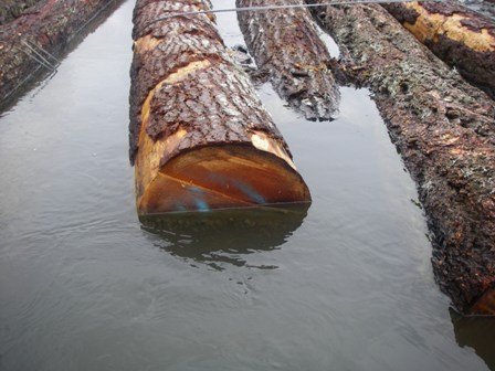 Douglas Fir Saw Logs