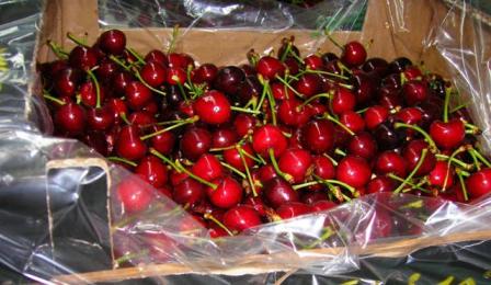 Fresh Cherry