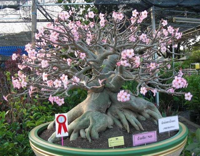 Adenium