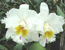 orchid cattaleya