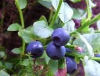 Bilberry & Blueberry & Cranberry Extract