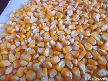 Maize | Maize Exporter | Corn Grain Seller | Maize Buyer | Bulk Maize Grain Importer | Corn bean Buyer | Corn bean Wholesaler | Corn Grain Manufacturer | Best Quality Corn Grain | Cheap Maize Supplier | Low Price Corn | Yellow Corn | White Cron | Baby Mai