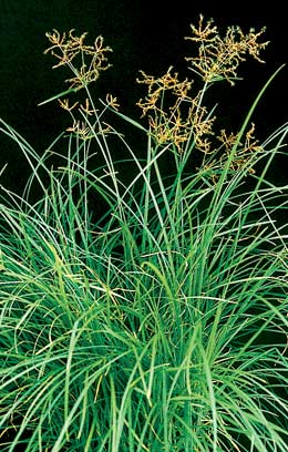 cyperus rotundus oil