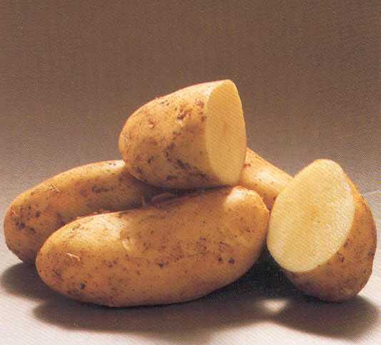 Seed Potatoes: Cicero, Vivaldi