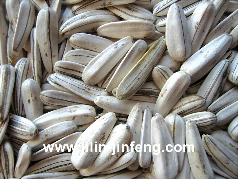 medium white sunflower seeds