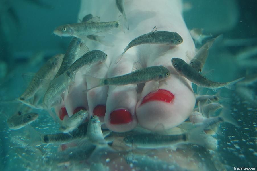 Doctor Fish Pedicure--Fish Foot Spa