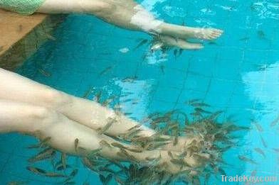 Doctor Fish Spa Massage Treatment