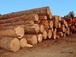 Wood for pallets and general use
