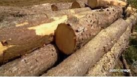 Wood for pallets and general use