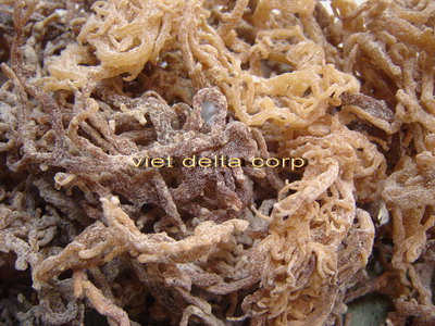 Dried  Eucheuma Cottonii
