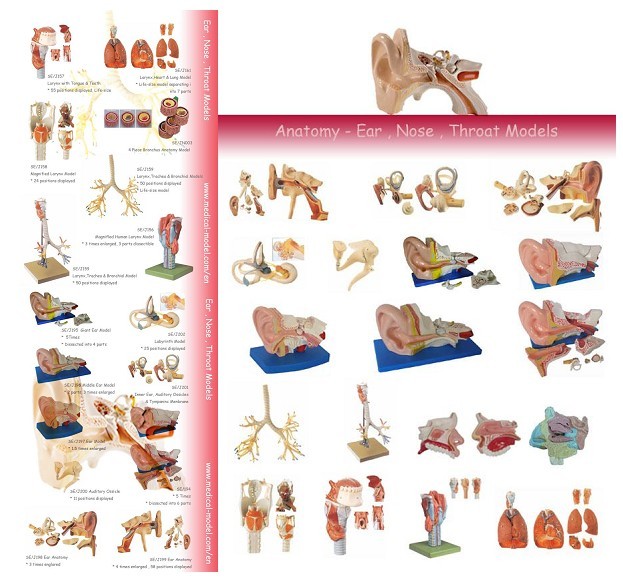 Human System Anatomical Model