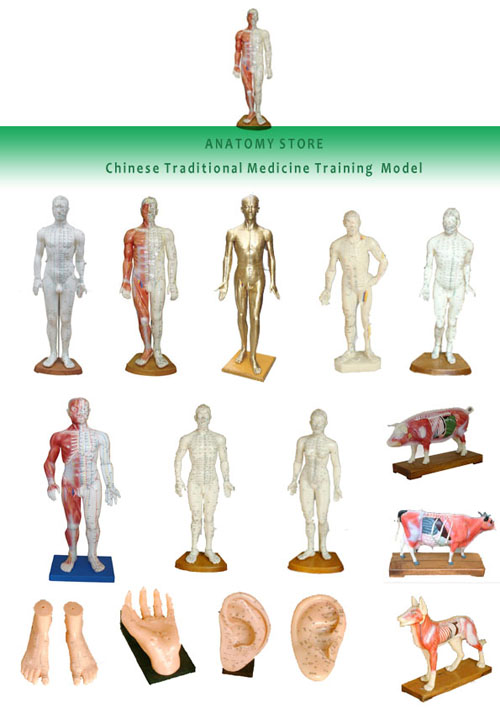 Human Dental & Acupuncture Models