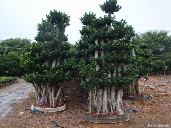 ficus microcarpa bonsai