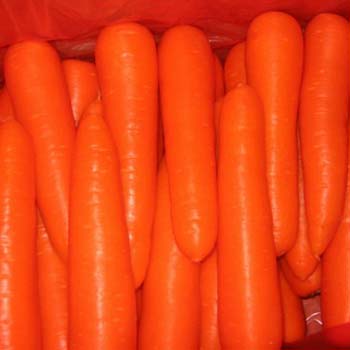 carrot