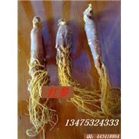 Radix Ginseng Rubra