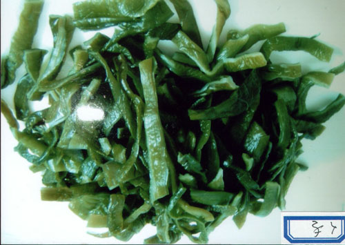 Kuki Wakame Cut