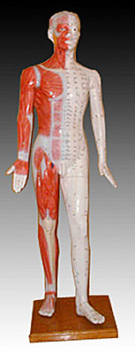 Acupuncture models