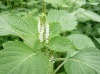 Silymarin, Milk Thistle