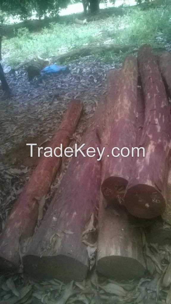 Red sandalwood logs