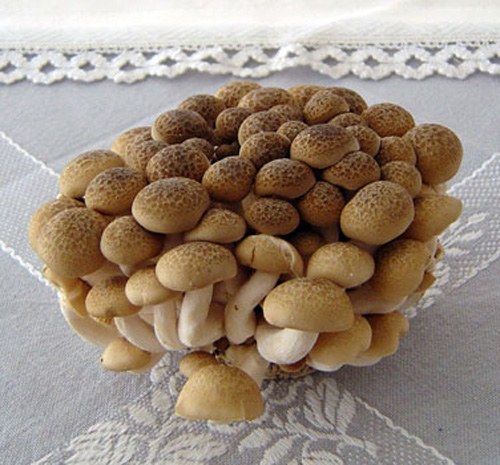 Fresh Brown Shimeji Mushroom