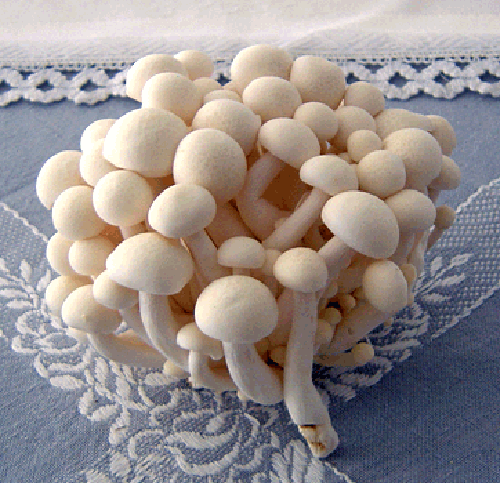 Fresh White Shimeji Mushroom