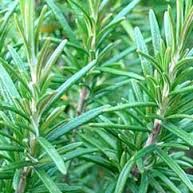 Rosemary Extract 