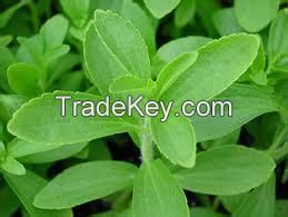 Stevia