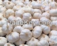 Fresh Garlic