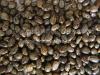 castor seeds