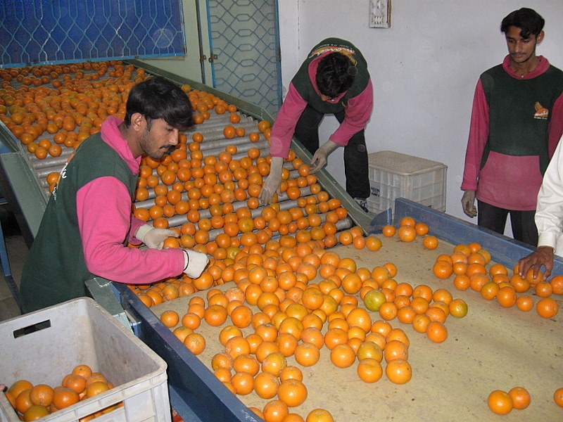 Fresh Oranges