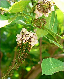 Pongamia Pinnata Seeds