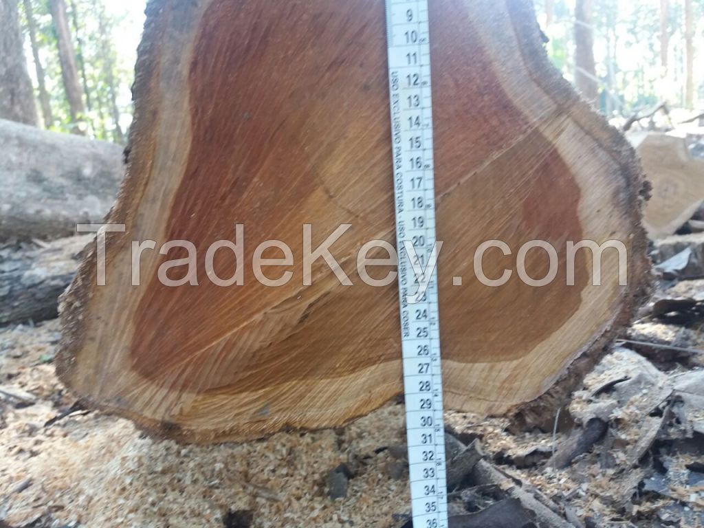 Round Teak Logs from Brazil