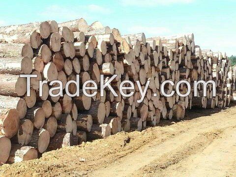 Pine Round logs from Brazil 