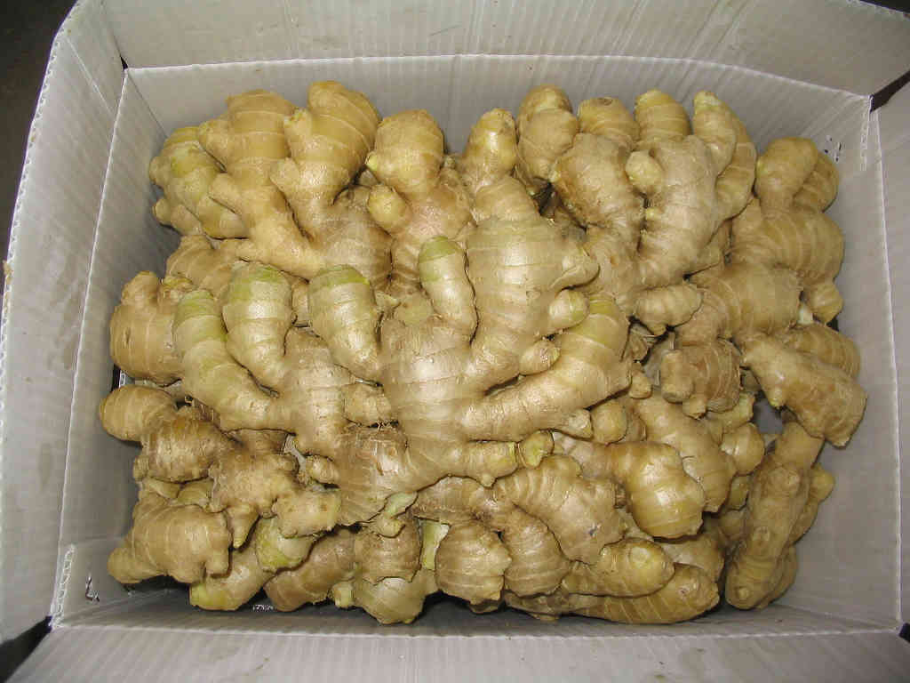 Fresh Ginger