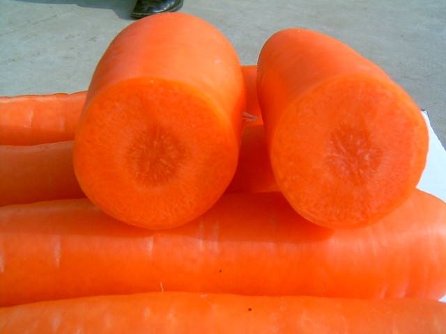 Fresh Carrot