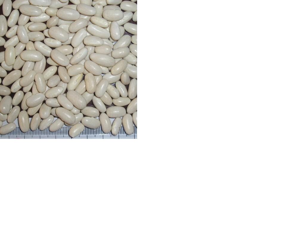 White Kidney Beans(Japanese Type)crop2009