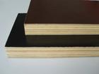 film faced plywood/plywood