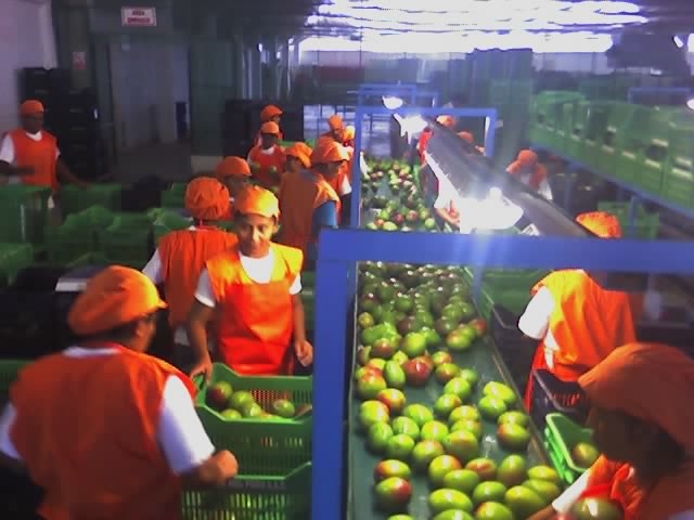 5.90 Peruvian Mango-kent