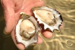 live oyster suppliers,live oyster exporters,live oyster manufacturers,live oyster traders,live oyster importers,
