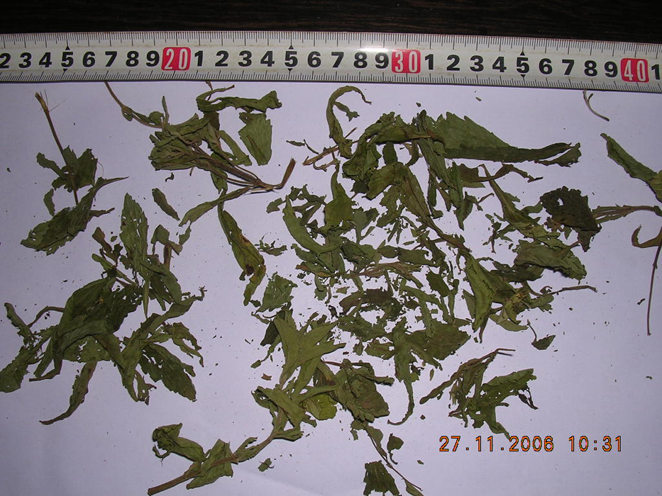 Stevia Leaves