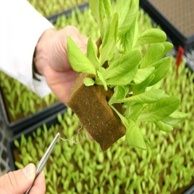 soilless mediums / hydroponic substrates