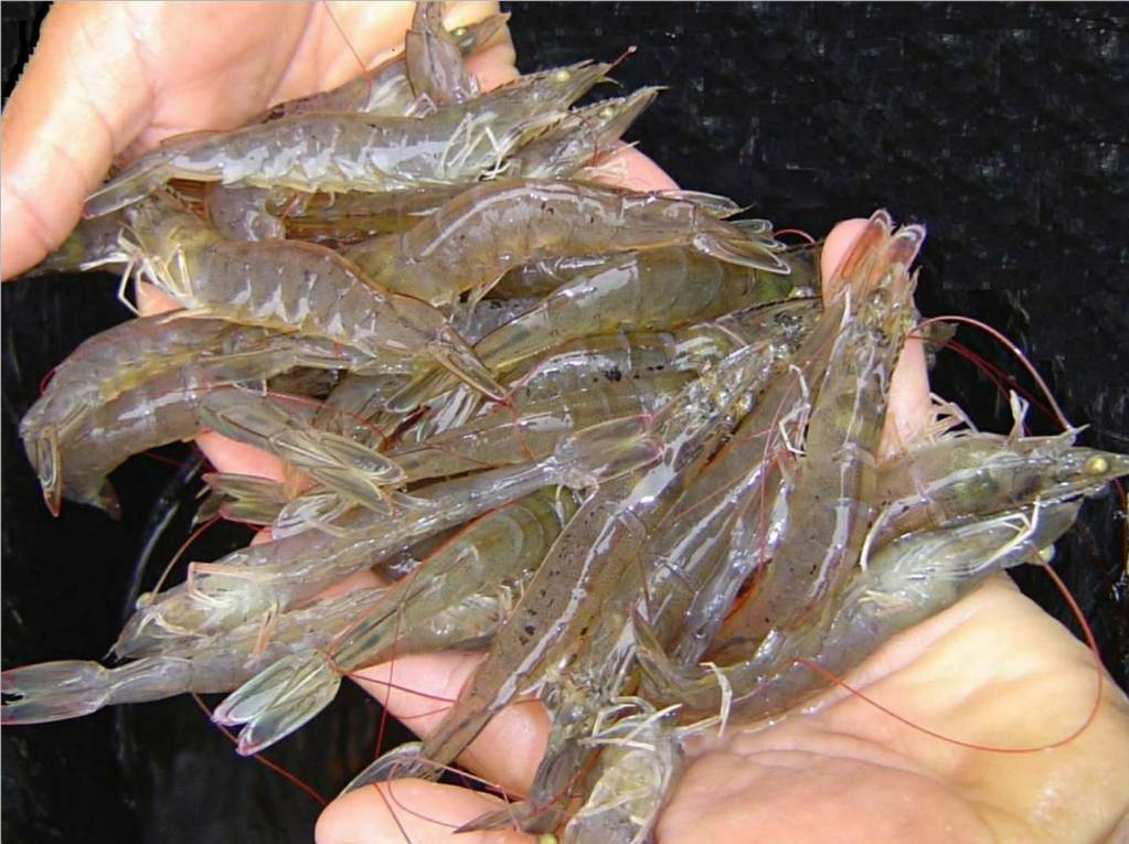 Shrimp (White farm raised vannamei)