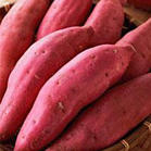 Purple Skin and Flesh Sweet Potato