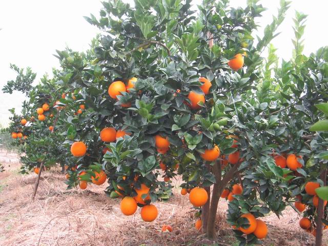 Navel oranges