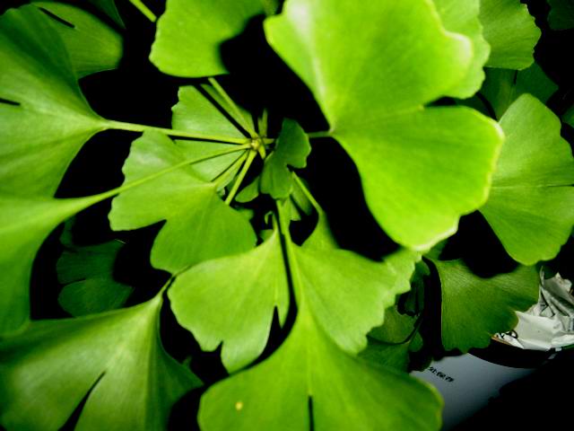 Ginkgo biloba extract