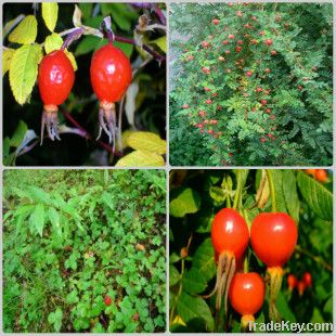 Rose hip Extract
