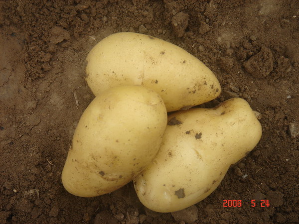 fresh potatoes(made in china)