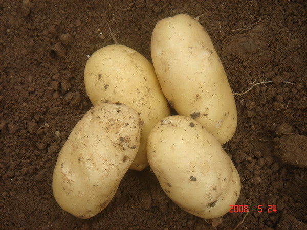 green healthy potatoes