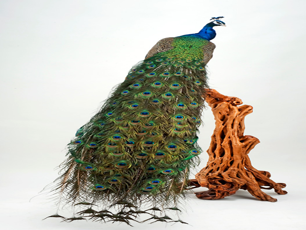 Peacock Craft(2)