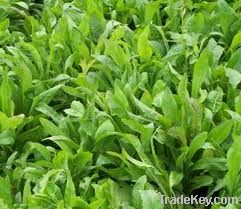 CHICORY ROOT POWDER